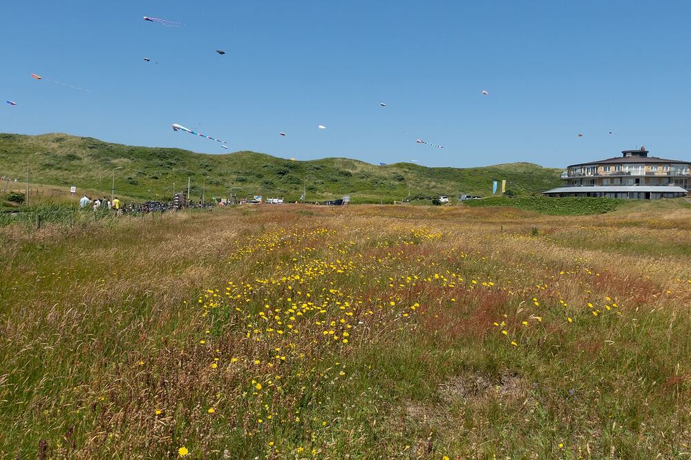 Bloeiende duinen bij Callantsoog met vliegers boven de duinrug en bebouwing aan de horizon